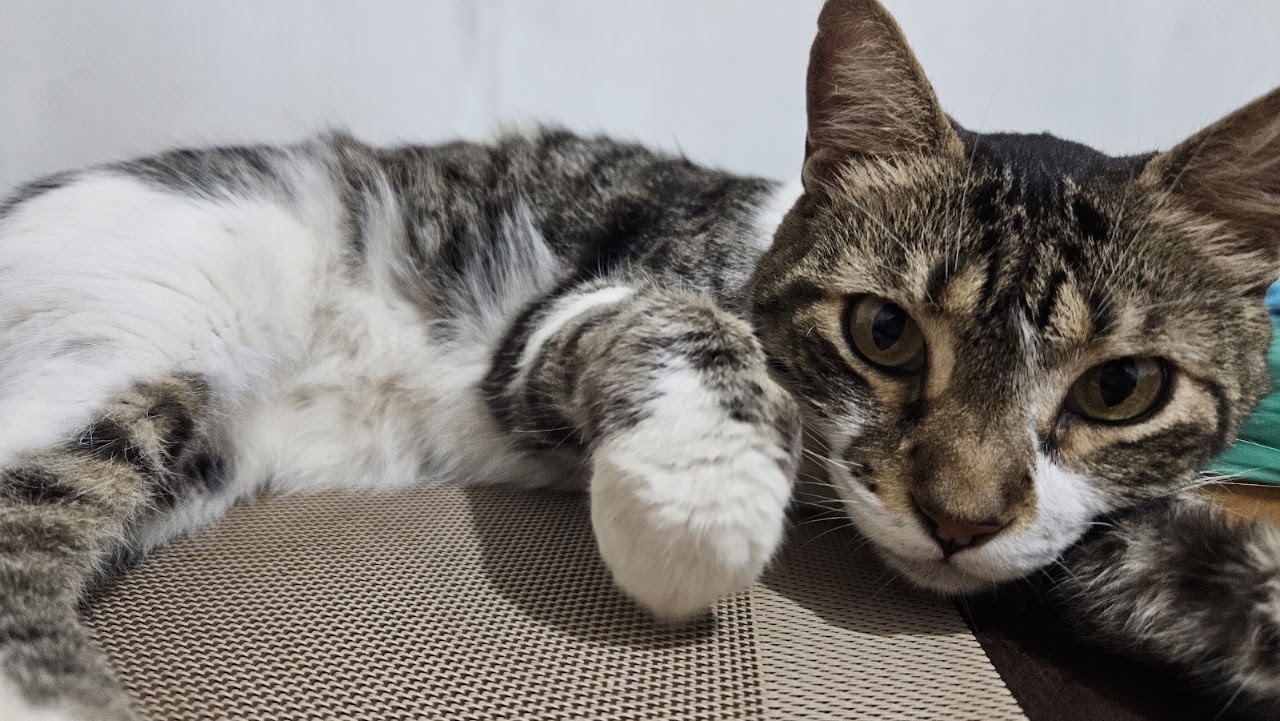 Paciente felino atendido en Clínica Veterinaria Taragui